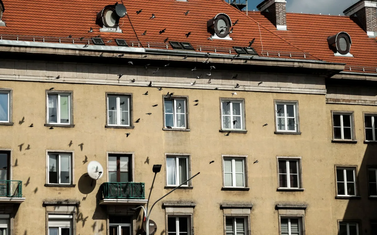Gołębie miejskie i balkon: terminy bez kontroli hodowcy