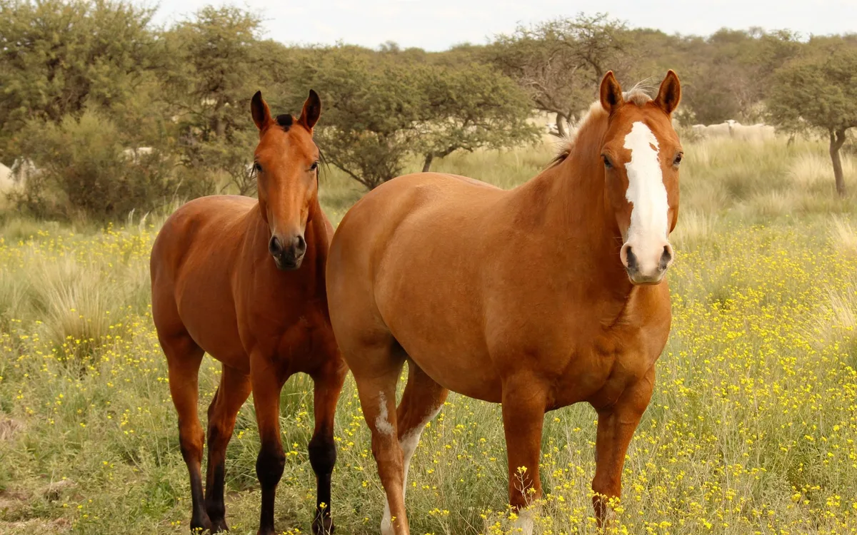 Linebreeding, outcross i para kompensacyjna