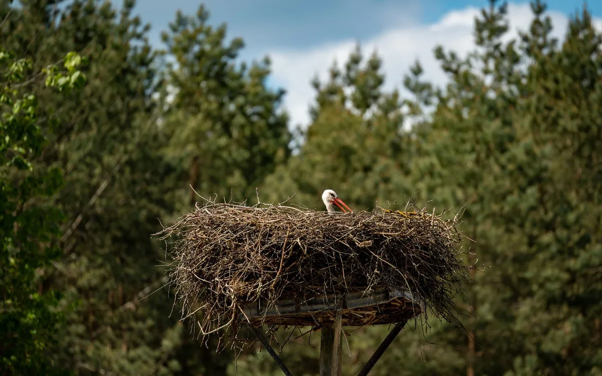 Gniazdo, lęgi i młode