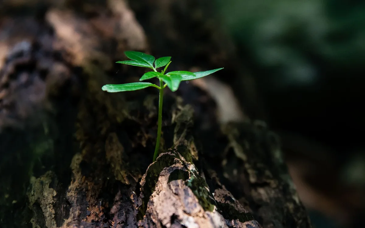 Żywienie i regeneracja jako część planu