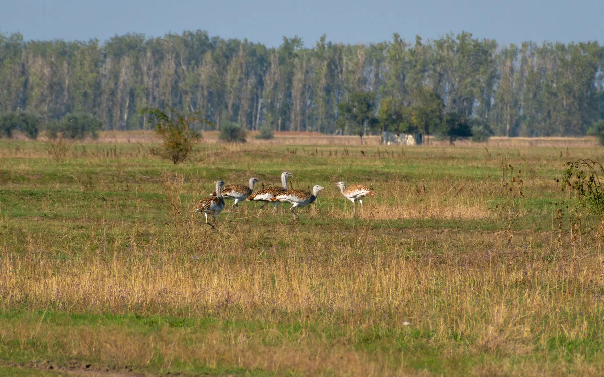 Bioasekuracja i obserwacja stada