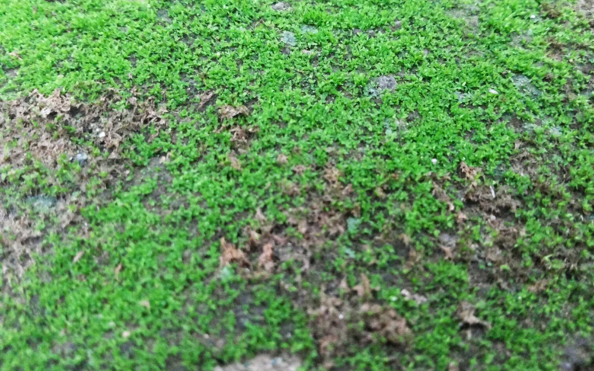 Mikroklimat, zagęszczenie i plan poprawy w 30 dni