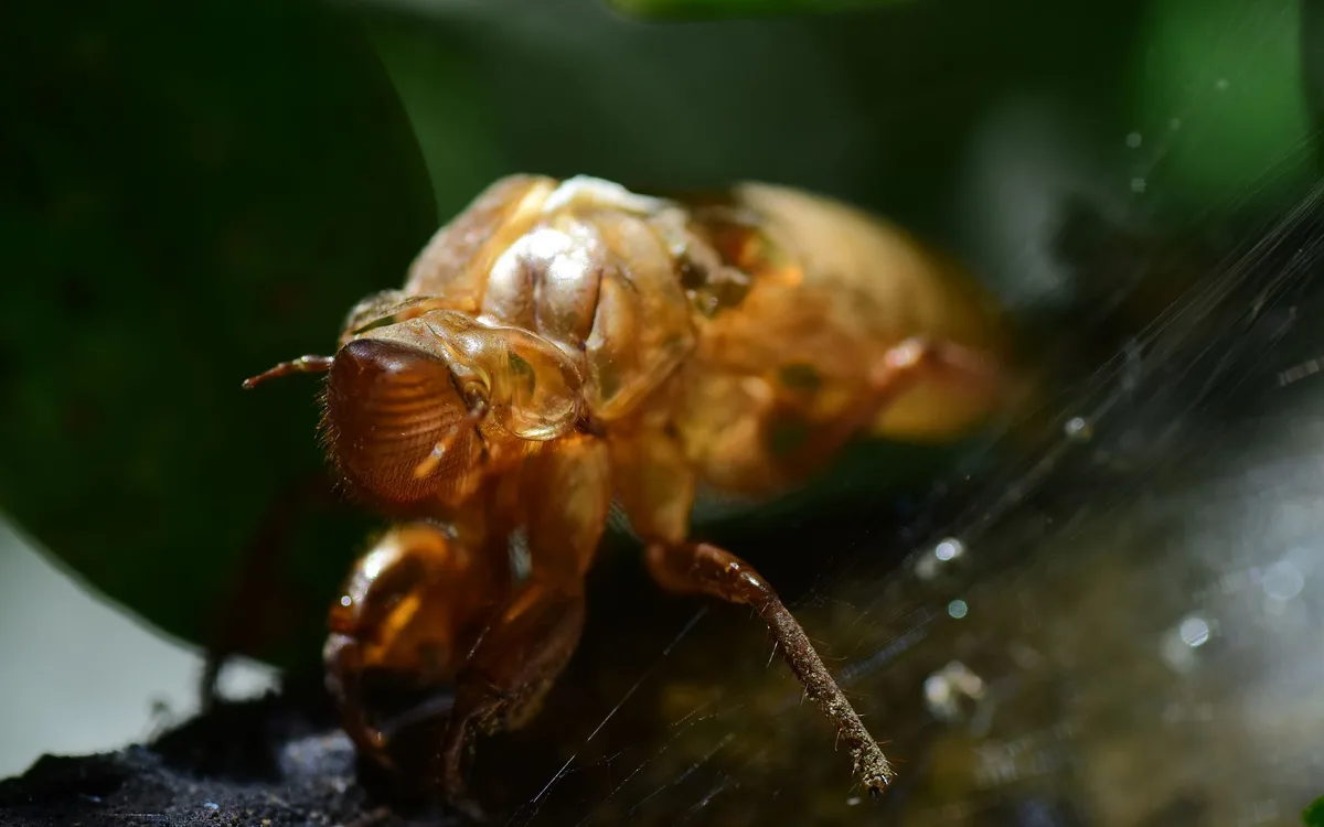 Pierzenie naturalne a nieprawidłowa utrata piór