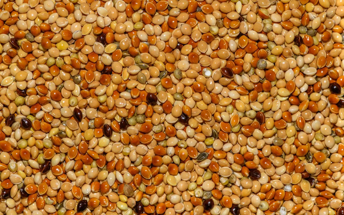 Sorgo w sezonie lotowym