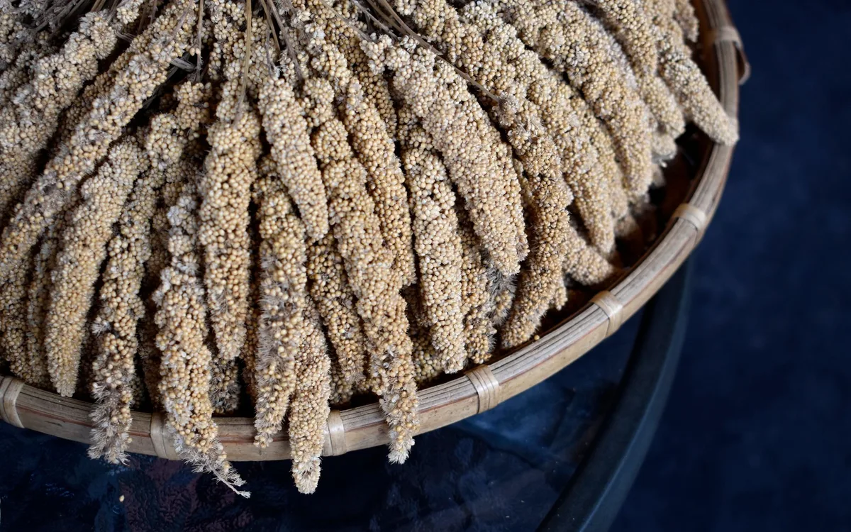 Jak kupować i oceniać sorgo w mieszankach