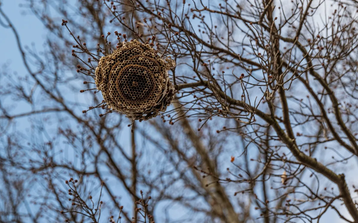 System naturalny: kiedy gniazdo jest przewagą