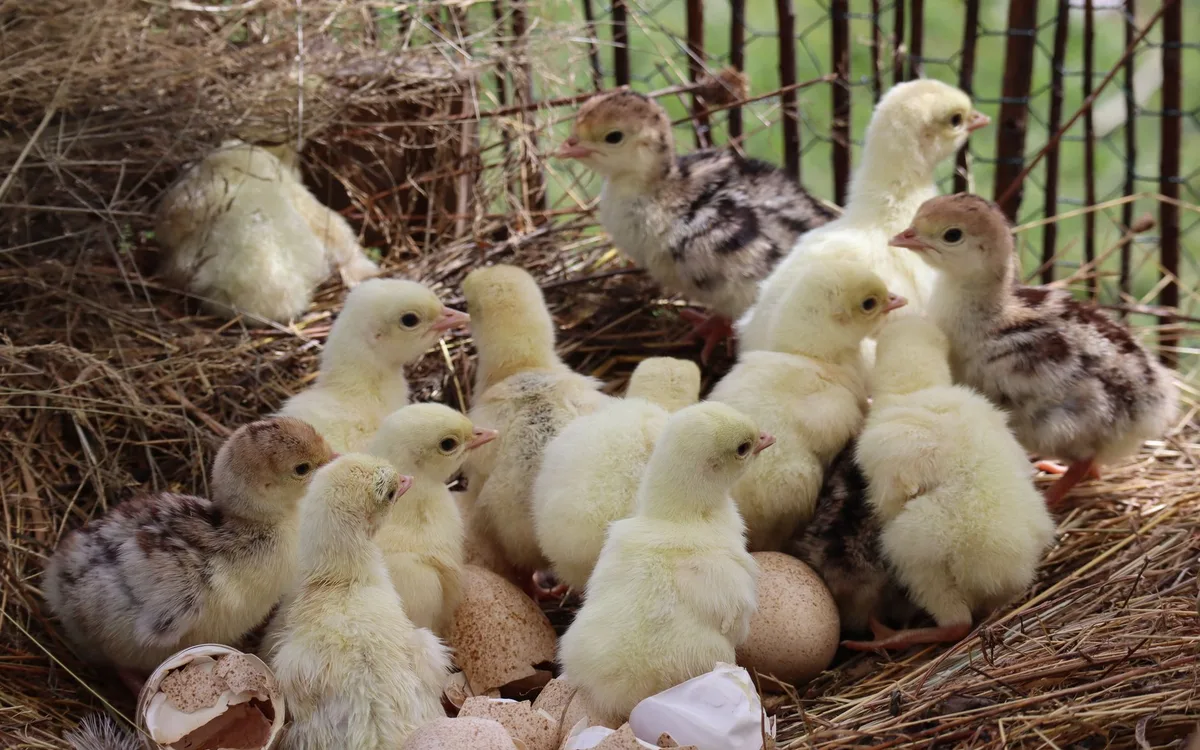 Pasożyty i bezpieczeństwo piskląt