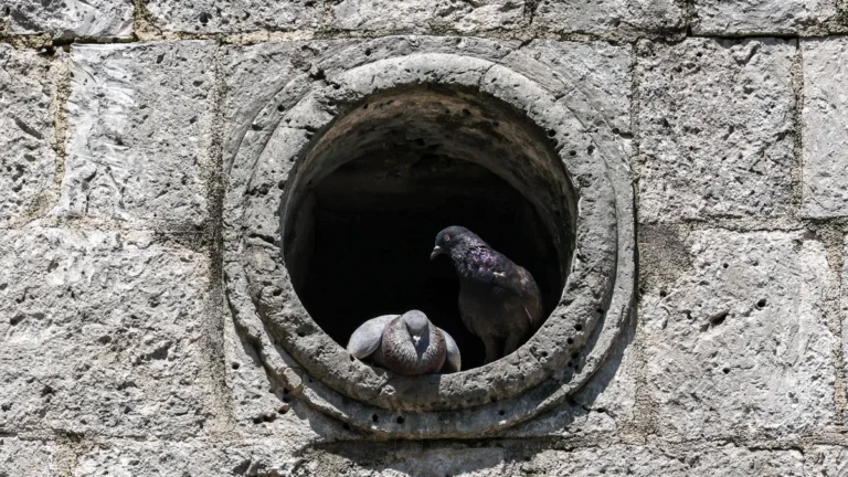Oko gołębia wystawowego - barwa tęczówki i wyraz