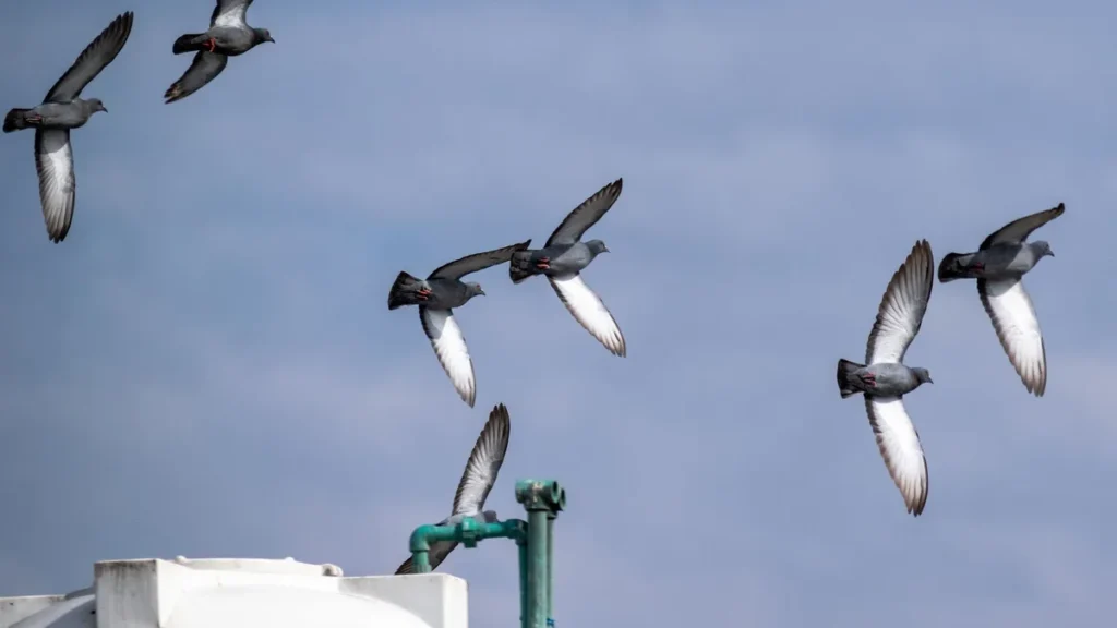 Wentylacja czy ogrzewanie gołębnika - wpływ na drogi oddechowe